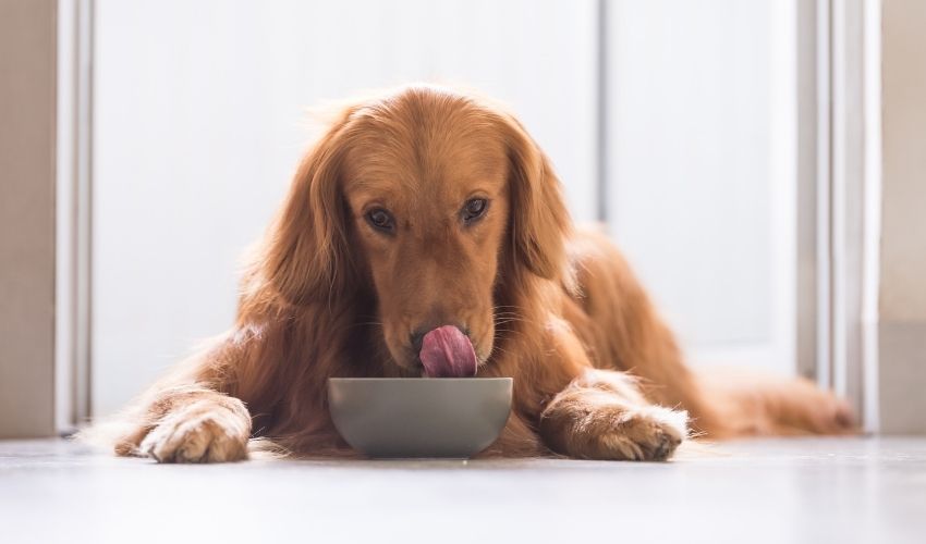 Bone Broth, Goat Milk, and Your Pet's Nutrition