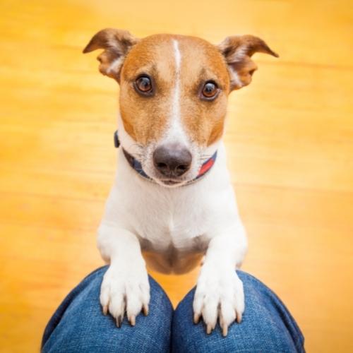 jack russell terrier paws on knees